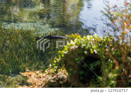 新緑の季節の南阿蘇村湧水地(明神池名水公園) 新緑の季節の南阿蘇村湧水地(明神池名水公園) 127418757