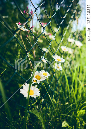 chamomile blossoms and green grass in sunlight 127418852