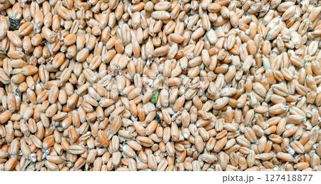 Scattered pile of raw wheat grains close up 127418877