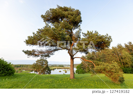 A lone pine stands atop a grassy hill overlooking a calm lake and lush forest A lone pine stands atop a grassy hill overlooking a calm lake and lush forest 127419182