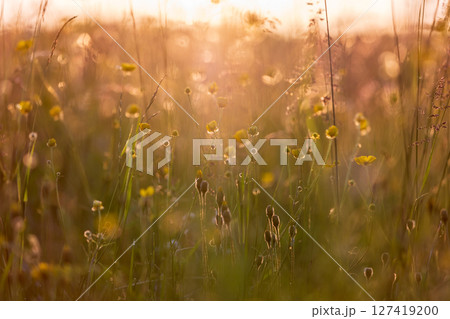 A serene meadow bathed in soft golden light during sunset 127419200
