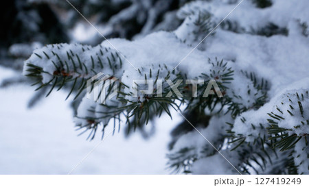 Spruce branch with green needles under a thick layer of loose white snow. 127419249