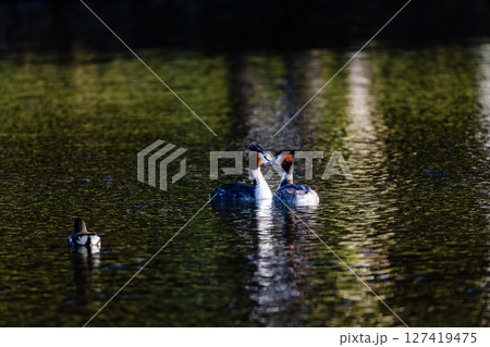 A couple of Great Crested Grebes are swimming in a pond 127419475