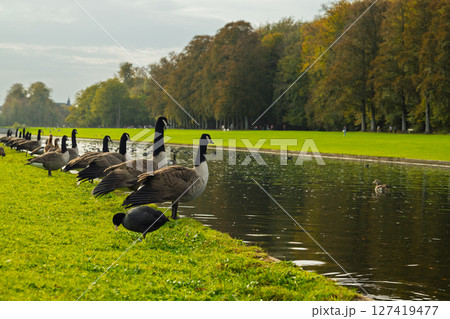 A group of geese are standing in a grassy area next to a river 127419477