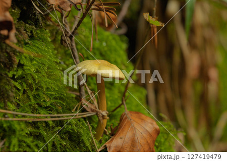 A mushroom is growing on a mossy rock 127419479
