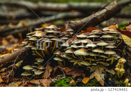 A cluster of mushrooms growing on a log 127419481