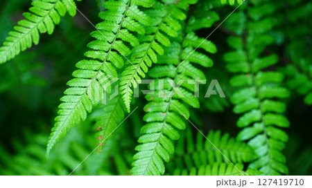 雨に濡れたシダの葉が爽やかな小石川後楽園 127419710