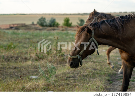 A dark brown horse grazes in the steppe and eats grass. 127419884
