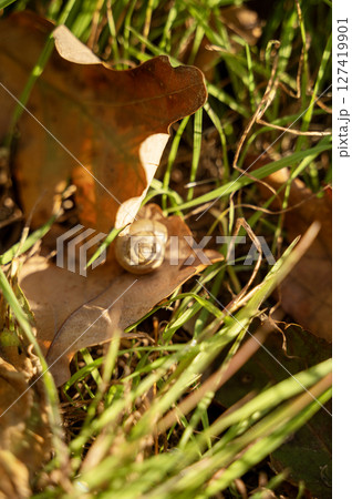 A frog sitting on the grass A frog sitting on the grass 127419901