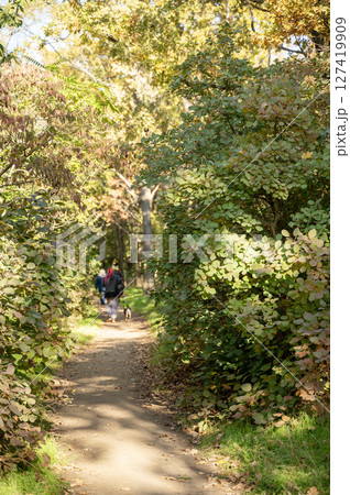 A dirt path in a forest A dirt path in a forest 127419909