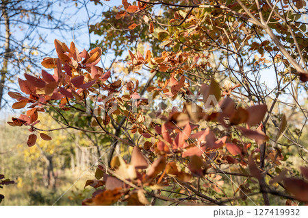 deciduous bush with red leaves deciduous bush with red leaves 127419932