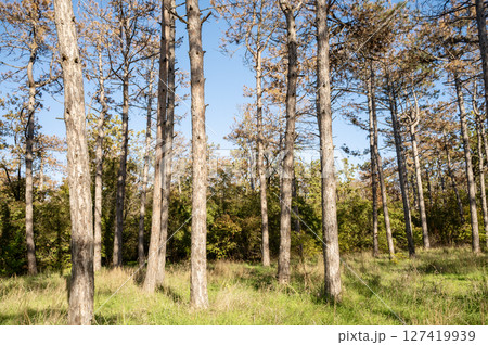 A tree in a forest 127419939