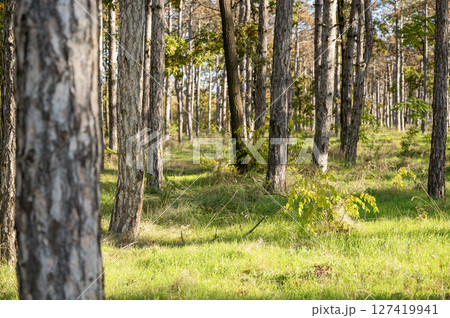 A tree in a forest 127419941