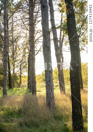 A tree in a forest 127419942