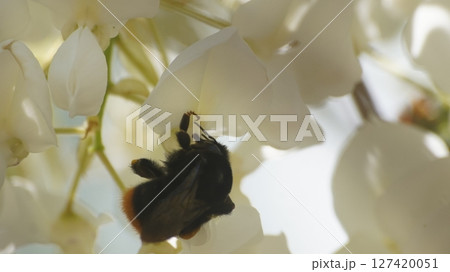 白藤の蜜を吸うクロマルハナバチのメス 白藤の蜜を吸うクロマルハナバチのメス 127420051