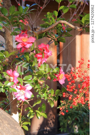 京都 だるま寺 法輪寺の紅葉 京都 だるま寺 法輪寺の紅葉 127420062