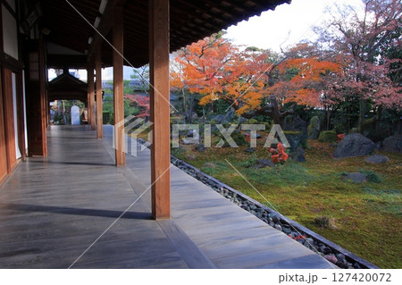 京都　だるま寺　法輪寺の紅葉 127420072