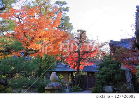 京都　だるま寺　法輪寺の紅葉 127420085