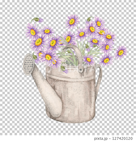 Vintage watering can packed with blooming purple asters and foliage. Wildflower illustration. Watercolor clipart excellent for gardening journal covers, eco product tags, or DIY gift wrap accents Vintage watering can packed with blooming purple asters and foliage. Wildflower illustration. Watercolor clipart excellent for gardening journal covers, eco product tags, or DIY gift wrap accents 127420120