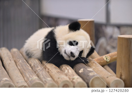 遊具の上でくつろぐ永浜 127420280