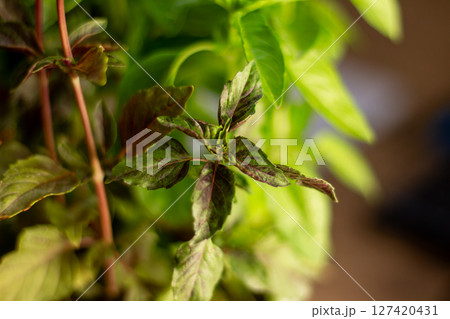 Basil background for use in any design Basil background for use in any design 127420431