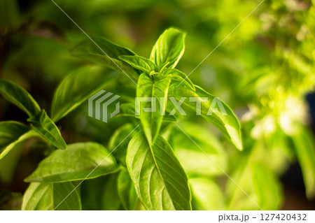 Basil background for use in any design Basil background for use in any design 127420432