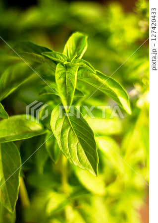 Basil background for use in any design Basil background for use in any design 127420433