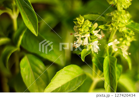 Basil background for use in any design Basil background for use in any design 127420434