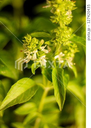 Basil background for use in any design Basil background for use in any design 127420435