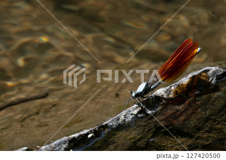 ニホンカワトンボ 127420500