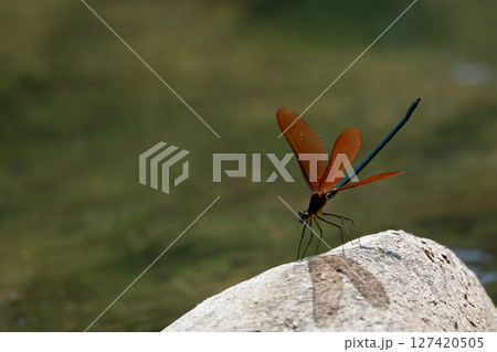 ミヤマカワトンボ 127420505