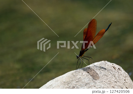 ミヤマカワトンボ 127420506