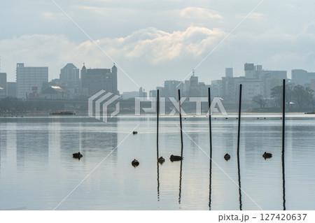 冬の朝の千波湖と泳ぐカモ 127420637