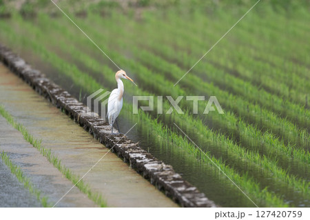 アマサギ 127420759