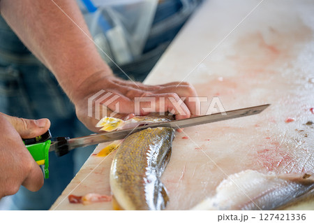 Hand holding an electric fillet knife to descale a walleye fish Hand holding an electric fillet knife to descale a walleye fish 127421336