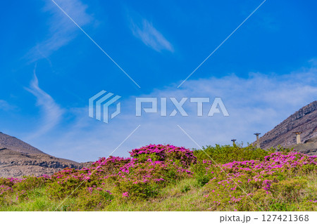（熊本県）ミヤマキリシマが美しい、阿蘇山・仙酔峡（せんすいきょう） 127421368