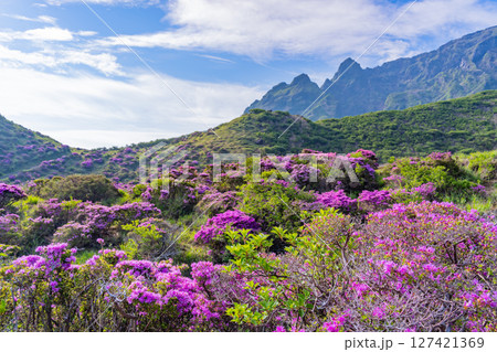 (熊本県)ミヤマキリシマが美しい、阿蘇山・仙酔峡(せんすいきょう) (熊本県)ミヤマキリシマが美しい、阿蘇山・仙酔峡(せんすいきょう) 127421369