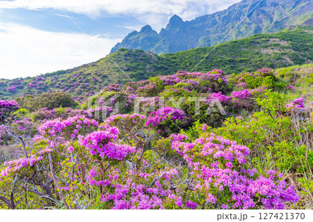 （熊本県）ミヤマキリシマが美しい、阿蘇山・仙酔峡（せんすいきょう） 127421370