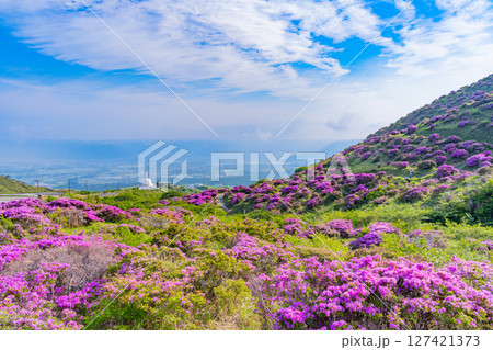 (熊本県)ミヤマキリシマが美しい、阿蘇山・仙酔峡(せんすいきょう) (熊本県)ミヤマキリシマが美しい、阿蘇山・仙酔峡(せんすいきょう) 127421373