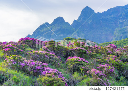 （熊本県）ミヤマキリシマが美しい、阿蘇山・仙酔峡（せんすいきょう） 127421375