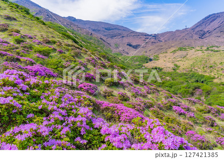 (熊本県)ミヤマキリシマが美しい、阿蘇山・仙酔峡(せんすいきょう) (熊本県)ミヤマキリシマが美しい、阿蘇山・仙酔峡(せんすいきょう) 127421385