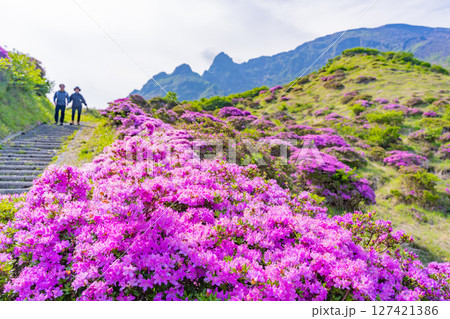 (熊本県)ミヤマキリシマが美しい、阿蘇山・仙酔峡(せんすいきょう) (熊本県)ミヤマキリシマが美しい、阿蘇山・仙酔峡(せんすいきょう) 127421386