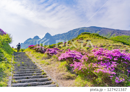 （熊本県）ミヤマキリシマが美しい、阿蘇山・仙酔峡（せんすいきょう） 127421387