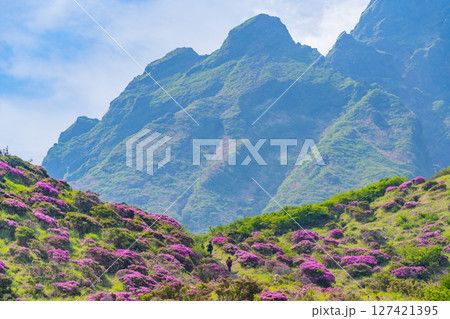 (熊本県)ミヤマキリシマが美しい、阿蘇山・仙酔峡(せんすいきょう) (熊本県)ミヤマキリシマが美しい、阿蘇山・仙酔峡(せんすいきょう) 127421395