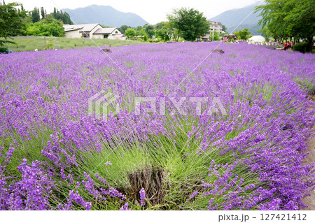 ラベンダーの花    127421412
