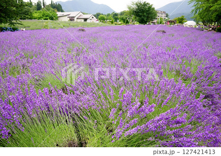 ラベンダーの花 ラベンダーの花 127421413