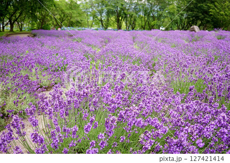 ラベンダーの花 127421414