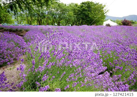 ラベンダーの花 127421415