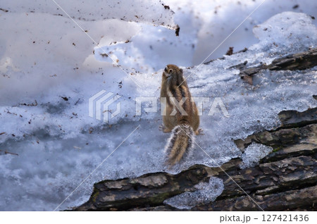 北海道に生息する野生のエゾシマリス 北海道に生息する野生のエゾシマリス 127421436