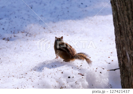 北海道に生息する野生のエゾシマリス 北海道に生息する野生のエゾシマリス 127421437